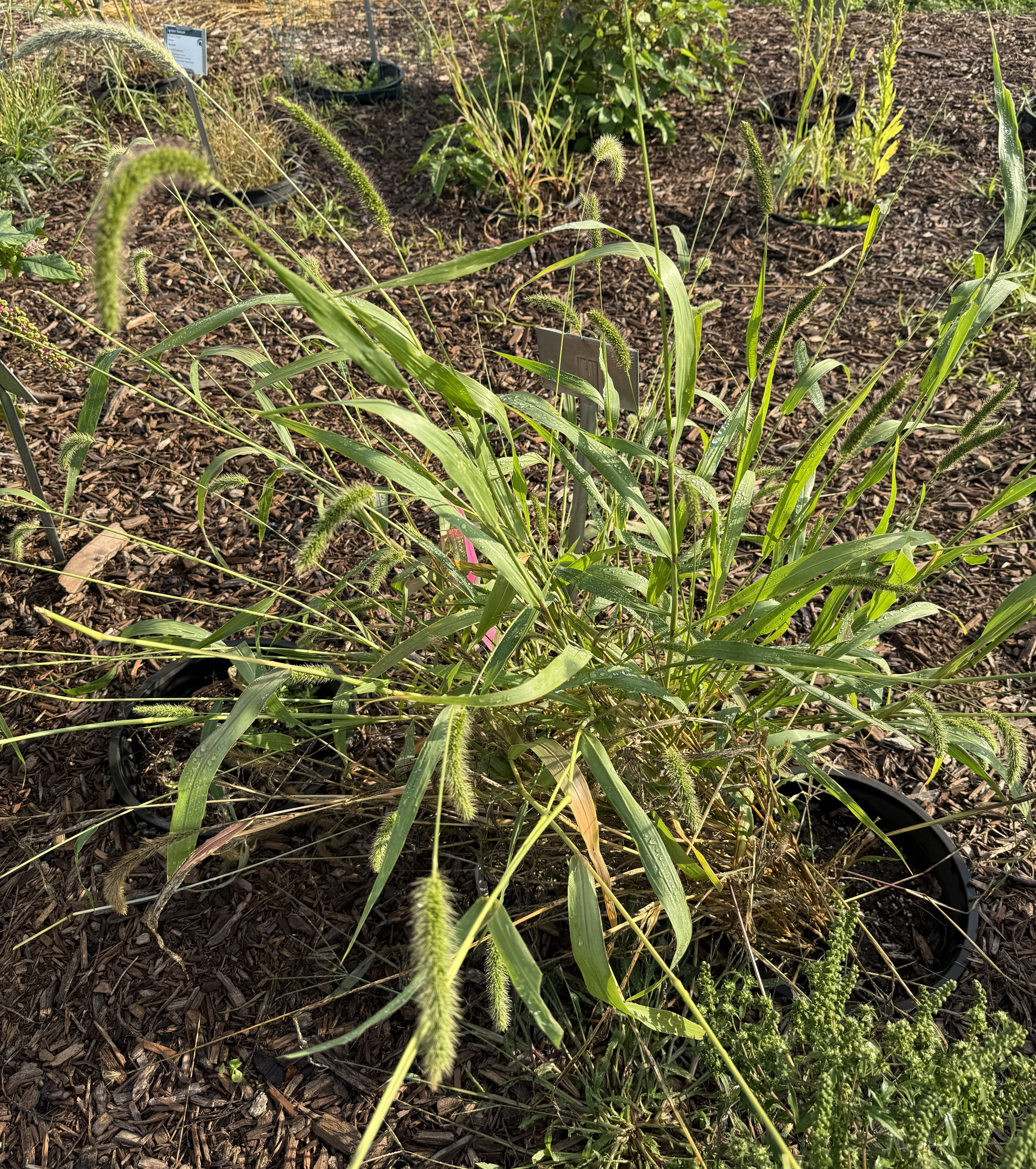 The flowering grass Giant foxtail.
